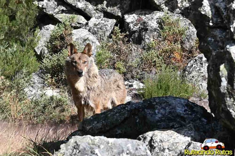 Centro del Lobo Félix Rodríguez, en la Sierra de la Culebra